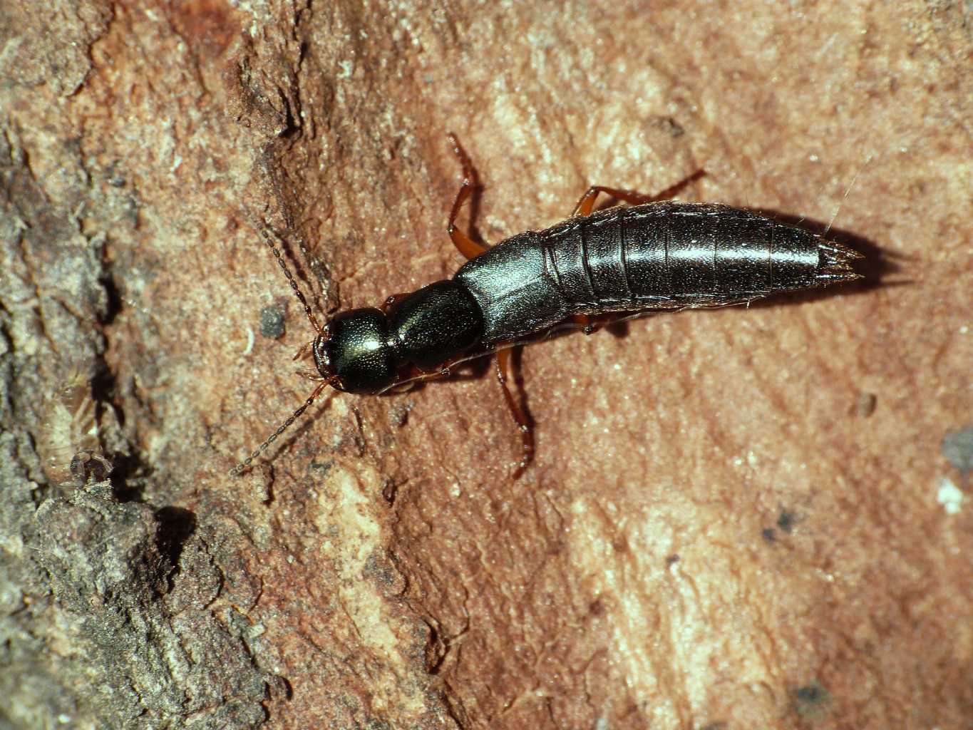 Tasgius falcifer (Staphylinidae) - Fregene (RM)